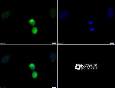 Immunocytochemistry/ Immunofluorescence: Histone H3 [p Thr11] Antibody - BSA Free [NB21-1101]